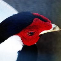 C бело-чёрным оперением,но лицо красное.. :: Aida10 C бело-чёрным оперением,но лицо красное.. :: Aida10