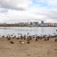 Немного живой природы в мегаполисе :: Елена Черненко