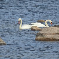 весна :: ИННА ПОРОХОВА