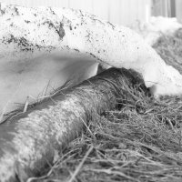 Мечты о ч/б Лейке 84. :: Михаил Елочкин