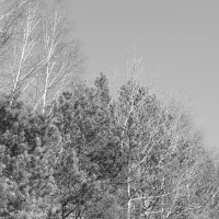 Мечты о ч/б Лейке 85. :: Михаил Елочкин Мечты о ч/б Лейке 85. :: Михаил Елочкин