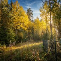 Солнечный луч на дорожке в садоводстве :: Лилия 