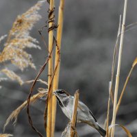 Весь в заботах :: Игорь Протасов Весь в заботах :: Игорь Протасов