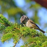 хохлатая синица или гренадёрка :: gawrilа - dan