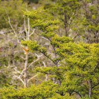 В южном лесу... :: Владимир Жданов