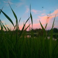 Комары и роса :: Александр Лебедев