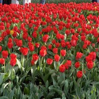 Тюльпаны в парке :: Таня Фиалка