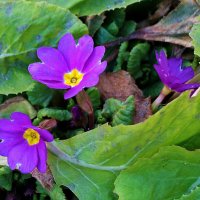 Такие разные примулы :: Светлана 