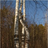 Тройня :: Валентин Котляров