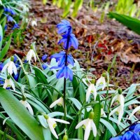 Необычная пролеска :: Александр Чеботарь