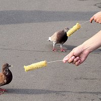 взаимоотношения :: Олег Лукьянов