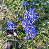 Пролеска :: Сапсан 