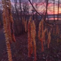 Орешник :: Сапсан 