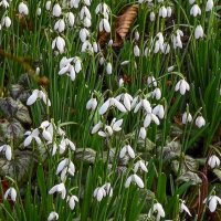 Подснежник :: Aleksey Afonin