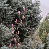 *** :: Валерий Ткаченко