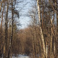 весенними тропами :: Michel 