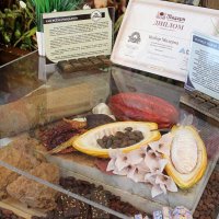 Сырьё для изготовления шоколада - это плоды  какао :: Татьяна Лютаева