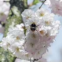 ***** :: Андроник Александр 