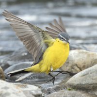 желтая трясогузка :: юрий макаров