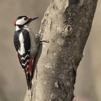 Весенние хлопоты... :: Николай Саржанов Весенние хлопоты... :: Николай Саржанов