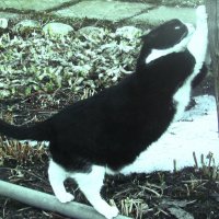 Решил когти поточить :: Людмила Смородинская