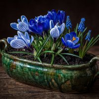 Цветы крокуса и мускари :: Aleksey Afonin