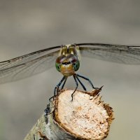 зоркий взгляд :: Aleksandr .