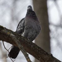 *** :: Андрей Андрианов