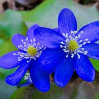 Весенние цветы (печёноцницы). :: Милешкин Владимир Алексеевич Весенние цветы (печёноцницы). :: Милешкин Владимир Алексеевич