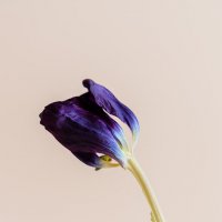 Старый тюльпан :: Александр Синдерёв