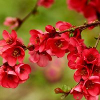 Цветение айвы :: Юрий. Шмаков