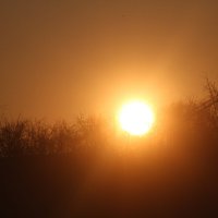 Солнышко взошло :: олег свирский 