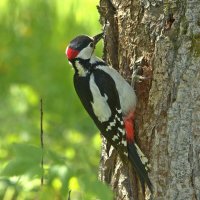 ... :: Вячеслав Минаев