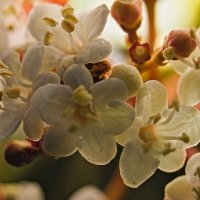 вишня :: Giant Tao /