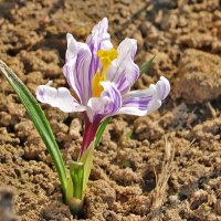 Одинокий красавец :: Светлана 