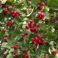 Боярышник :: Freddy 97