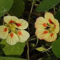 Настурция :: Freddy 97