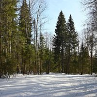 Весна в лесу. :: ВикТор Быстров