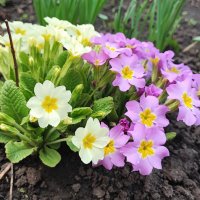 ,,, :: Сергей Тимоновский