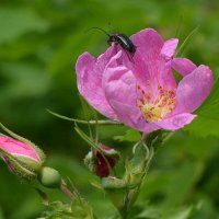 Спасибо этому дому, пойду к другому. :: Олег Спасибо этому дому, пойду к другому. :: Олег