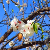 Цветение миндаля :: Олег 