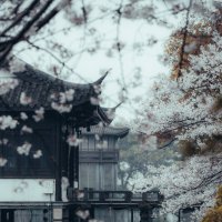 Сезон цветения вишни в Ханчжоу :: Дмитрий Сезон цветения вишни в Ханчжоу :: Дмитрий