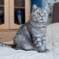 Савелий. :: Андрей Дурапов