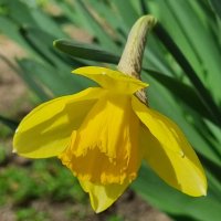 Первый нарцисс :: Наталья Первый нарцисс :: Наталья