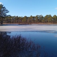 Весенний мотив.. :: Татьян@ Ивановна Весенний мотив.. :: Татьян@ Ивановна