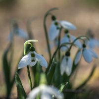Мои подснежники :: Елена Ахромеева Мои подснежники :: Елена Ахромеева