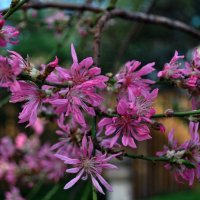 Сакура цветёт .. :: AleksSPb Лесниченко Сакура цветёт .. :: AleksSPb Лесниченко