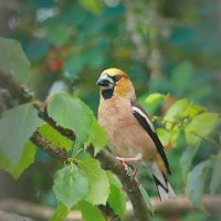 прилетал дубонос... :: Andrey Bragin 