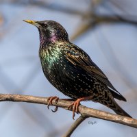 Скворец :: Светлана Григорьева Скворец :: Светлана Григорьева