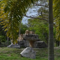 Семейство :: Таня Фиалка